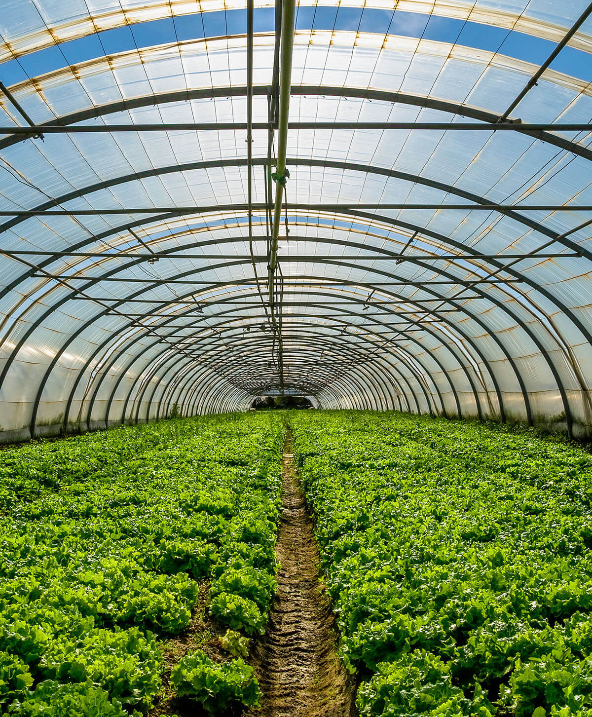 serre-maraichere-agriculture